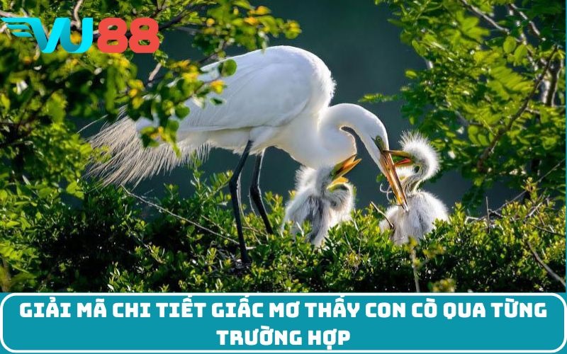 Giải mã chi tiết giấc mơ thấy con cò qua từng trường hợp