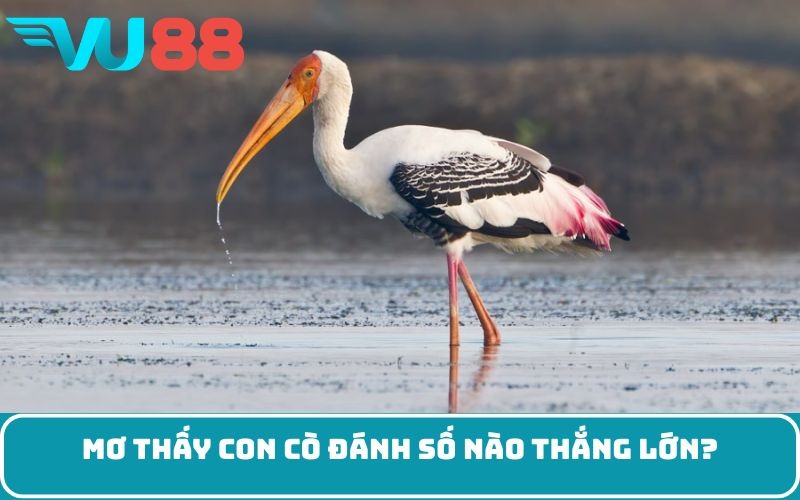 Mơ thấy con cò đánh số nào thắng lớn?
