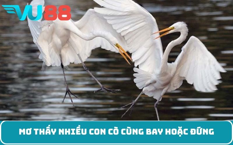 Mơ thấy nhiều con cò cùng bay hoặc đứng