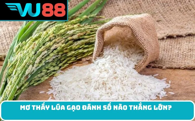 Mơ thấy lúa gạo đánh số nào thắng lớn?