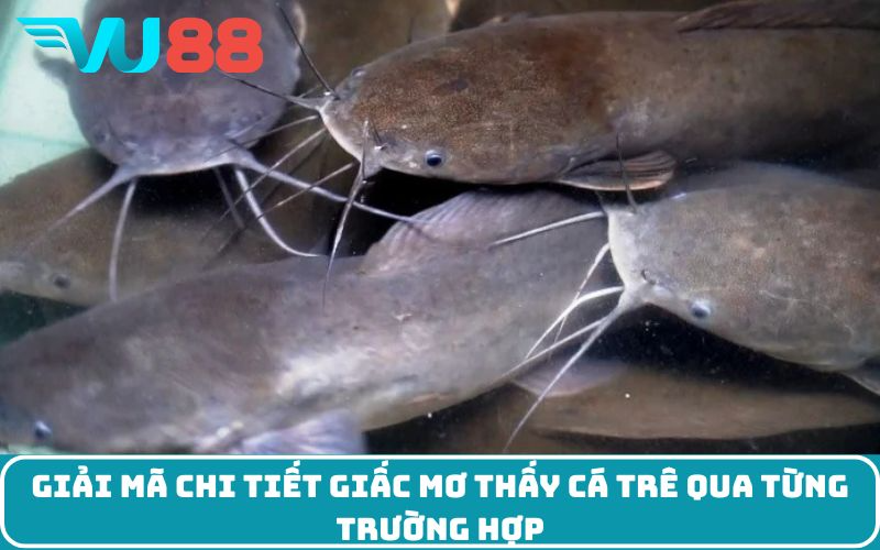 Giải mã chi tiết giấc mơ thấy cá trê qua từng trường hợp