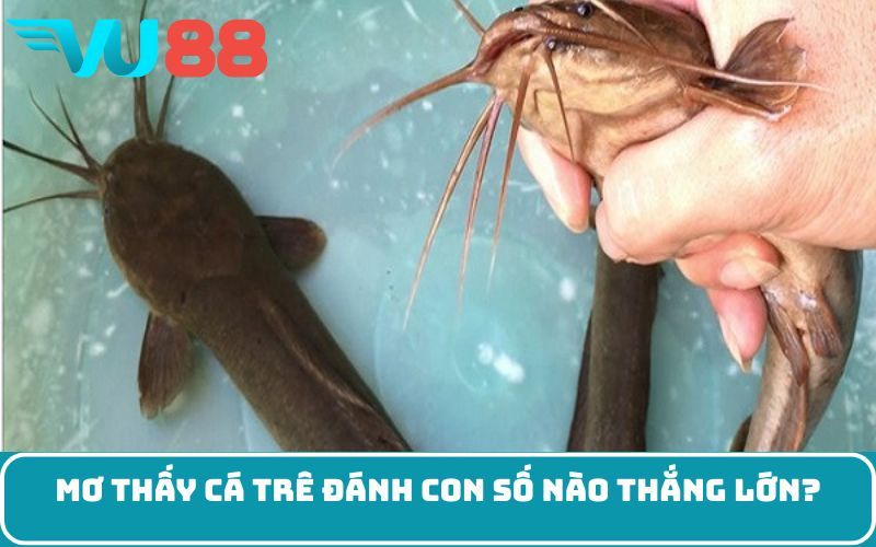 Mơ Thấy Cá Trê đánh con số nào thắng lớn?