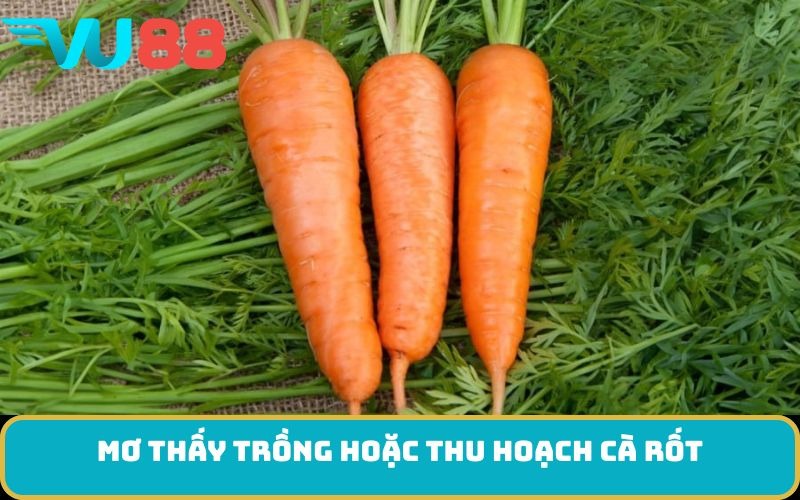 Mơ thấy trồng hoặc thu hoạch cà rốt