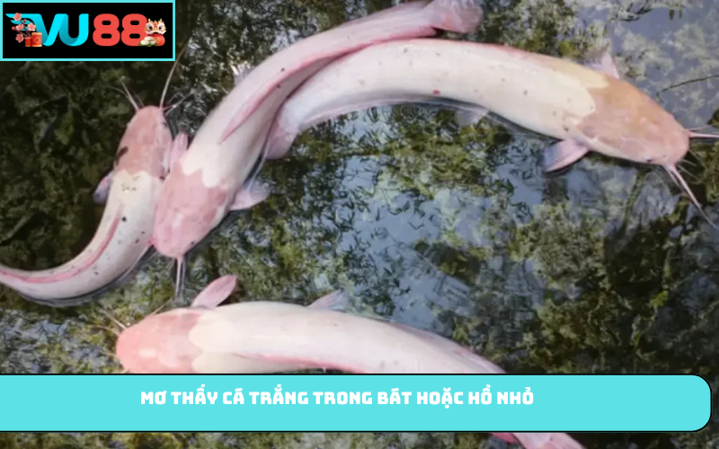 Mơ thấy cá trắng trong bát hoặc hồ nhỏ