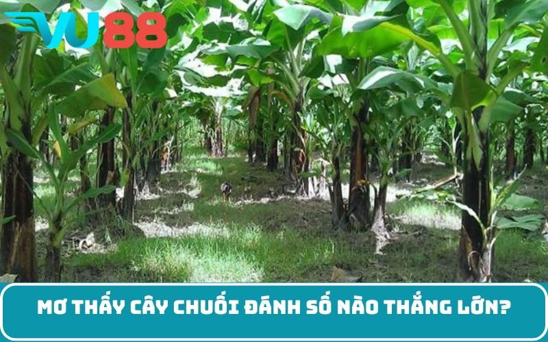 Mơ thấy cây chuối đánh số nào thắng lớn?