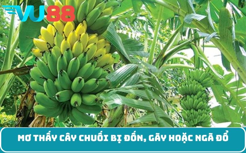 Mơ thấy cây chuối bị đốn, gãy hoặc ngã đổ