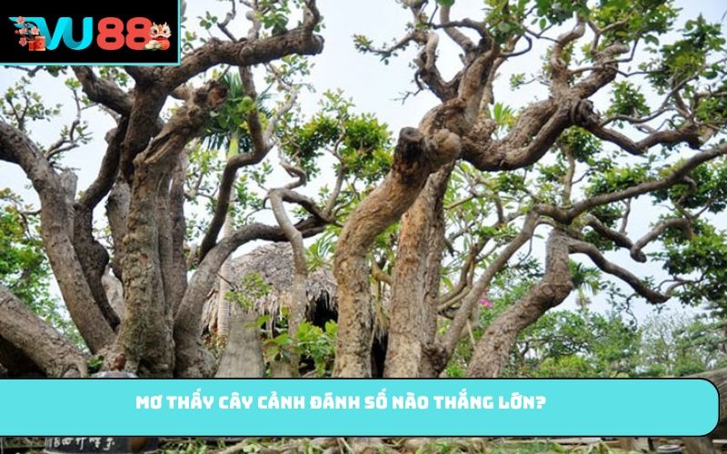 Mơ Thấy Cây Cảnh đánh số nào thắng lớn?