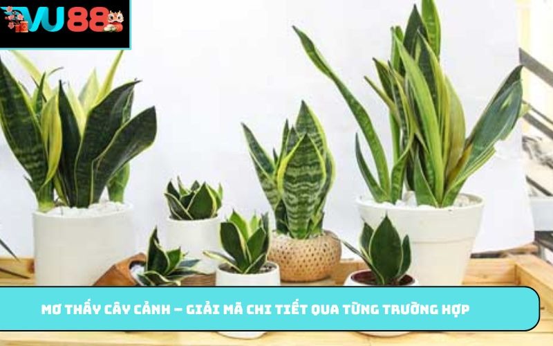 Mơ thấy cây cảnh – Giải mã chi tiết qua từng trường hợp