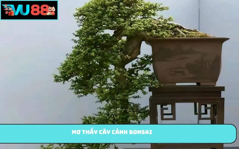 Mơ thấy cây cảnh bonsai