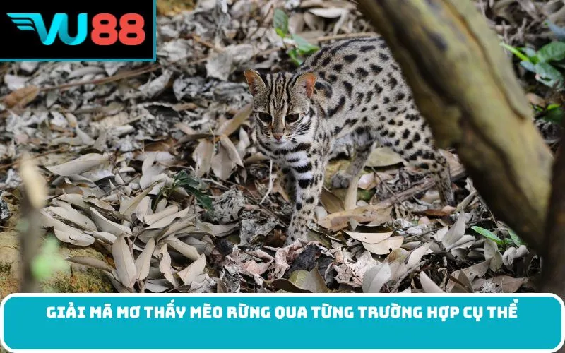 Giải mã mơ thấy mèo rừng qua từng trường hợp cụ thể