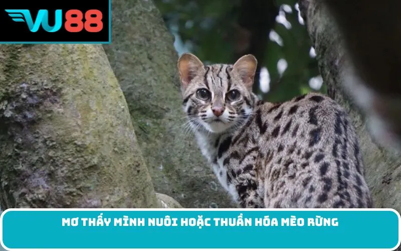 Mơ thấy mình nuôi hoặc thuần hóa mèo rừng