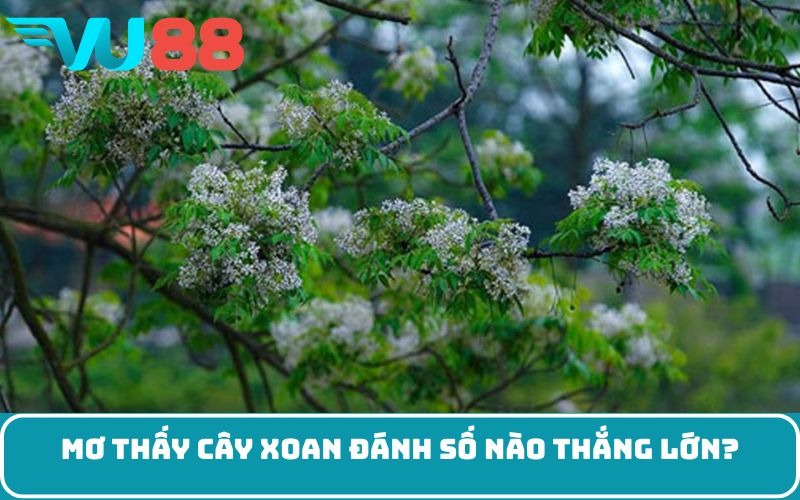 Mơ thấy cây xoan đánh số nào thắng lớn?