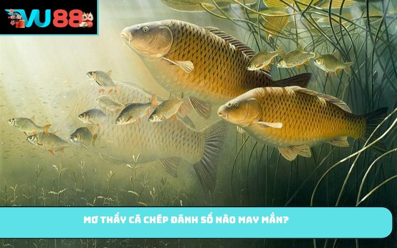 Mơ thấy cá chép đánh số nào may mắn?