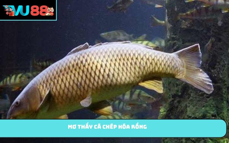 Mơ thấy cá chép hóa rồng
