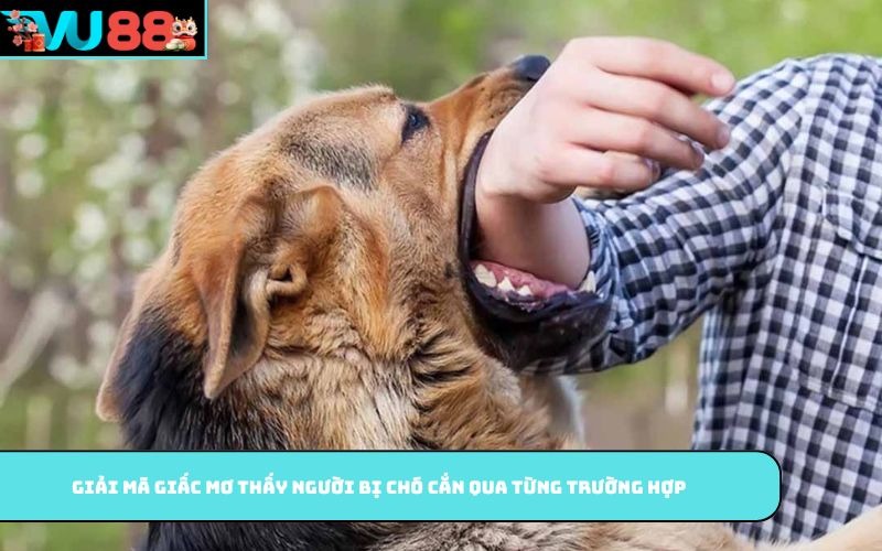 Giải mã giấc mơ thấy người bị chó cắn qua từng trường hợp