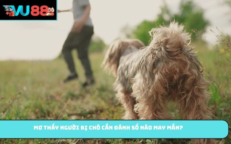 Mơ thấy người bị chó cắn đánh số nào may mắn?