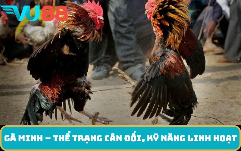 Gà Minh – Thể trạng cân đối, kỹ năng linh hoạt