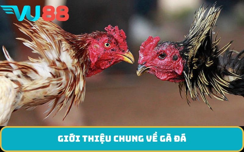 Giới thiệu chung về gà đá