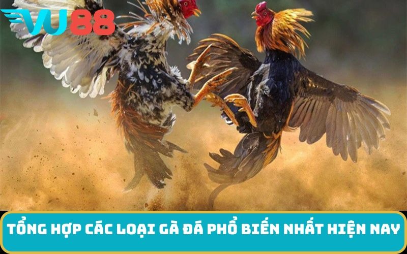 Tổng hợp các loại gà đá phổ biến nhất hiện nay