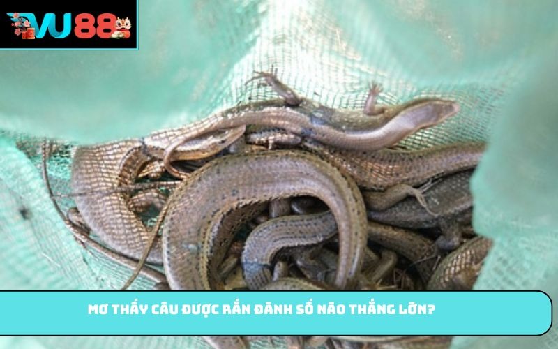 Mơ thấy câu được rắn đánh số nào thắng lớn?