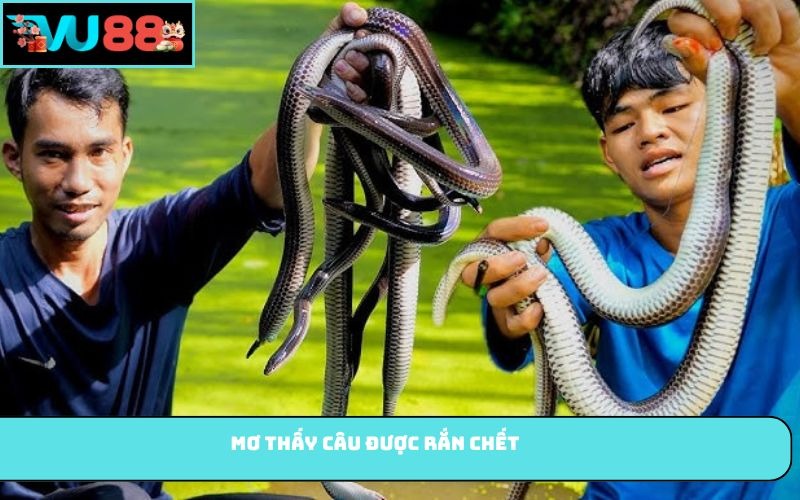 xMơ thấy câu được rắn chết