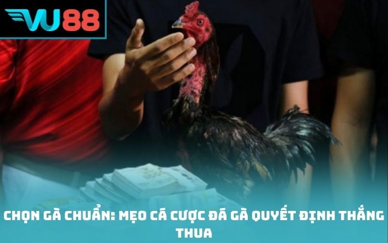 Chọn gà chuẩn: Mẹo cá cược đá gà quyết định thắng thua