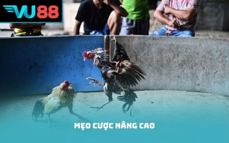 Mẹo cược nâng cao