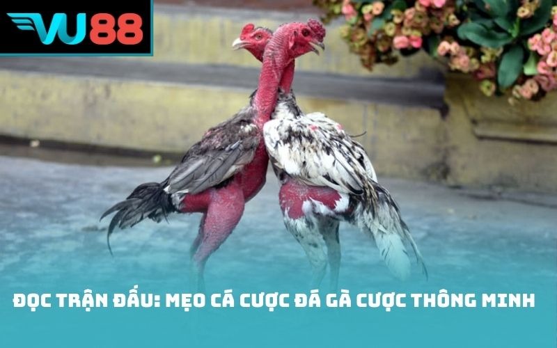 Đọc trận đấu: Mẹo cá cược đá gà cược thông minh