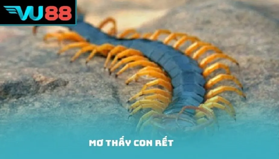 VU88 Mơ Thấy Con Rết - Điềm Báo Lành Dữ Và Giải Mã Con Số