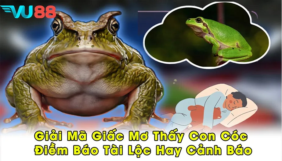 VU88 Giải Mã Giấc Mơ Thấy Con Cóc - Điềm Báo Tài Lộc Hay Cảnh Báo