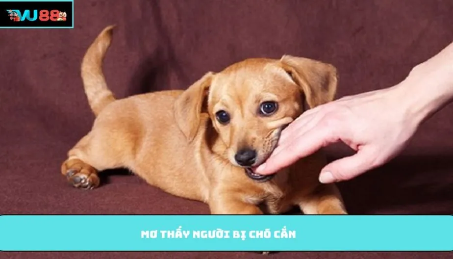 VU88 Mơ Thấy Người Bị Chó Cắn Hé Lộ Nhiều Thông Điệp Đặc Biệt