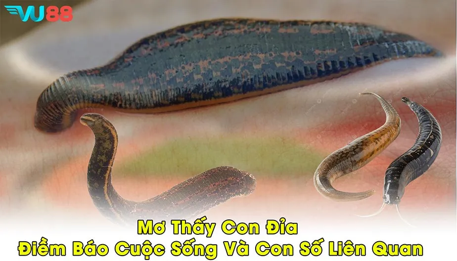 VU88 Mơ Thấy Con Đỉa - Điềm Báo Cuộc Sống Và Con Số Liên Quan