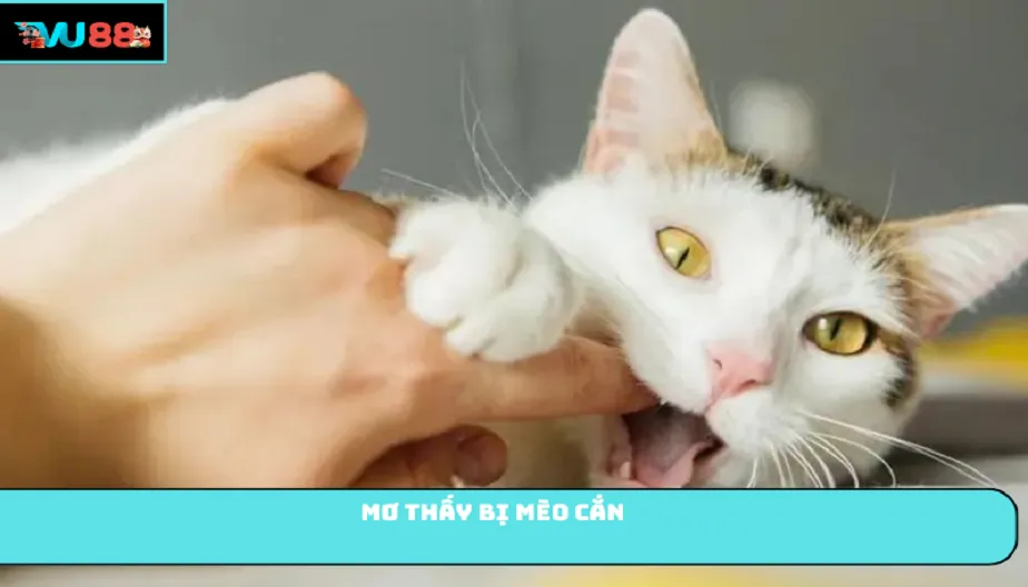 VU88 Mơ Thấy Bị Mèo Cắn Tốt Hay Xấu? Khám Phá Ý Nghĩa Thật