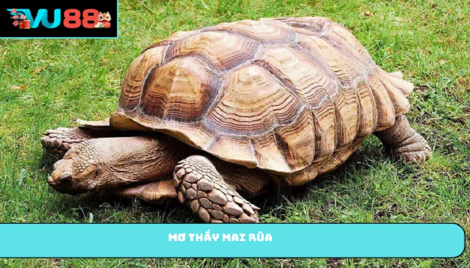 VU88 Mơ Thấy Mai Rùa Thật Sự Có Mang Lại Tài Lộc Không?