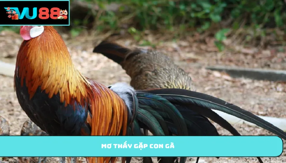VU88 Mơ Thấy Gặp Con Gà - Điềm Báo Cho Tương Lai Cùng Con Số