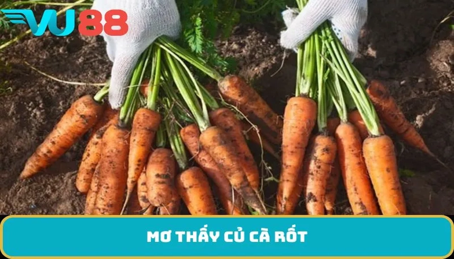 VU88 Giải Mã Giấc Mơ Thấy Củ Cà Rốt – Điềm Báo Cuộc Sống, Tài Lộc