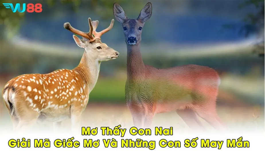 VU88 Mơ Thấy Con Nai - Giải Mã Giấc Mơ Và Những Con Số May Mắn