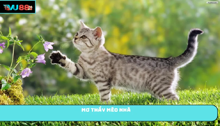VU88 Mơ Thấy Mèo Nhà Là Điềm Gì? Giải Mã Chi Tiết Từng Trường Hợp