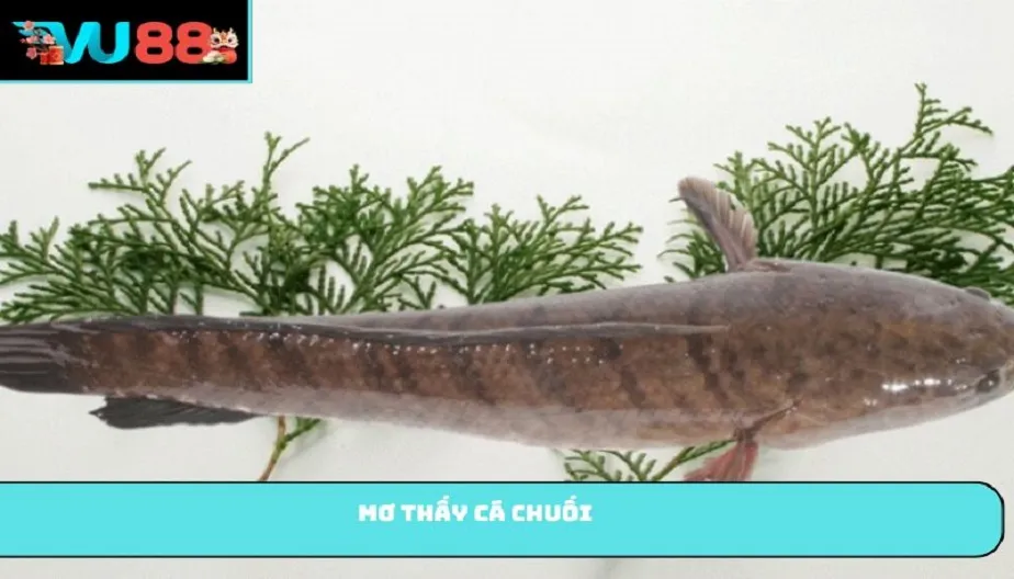 VU88 Mơ Thấy Cá Chuối - Điềm Báo Cho Tương Lai Và Con Số May Mắn