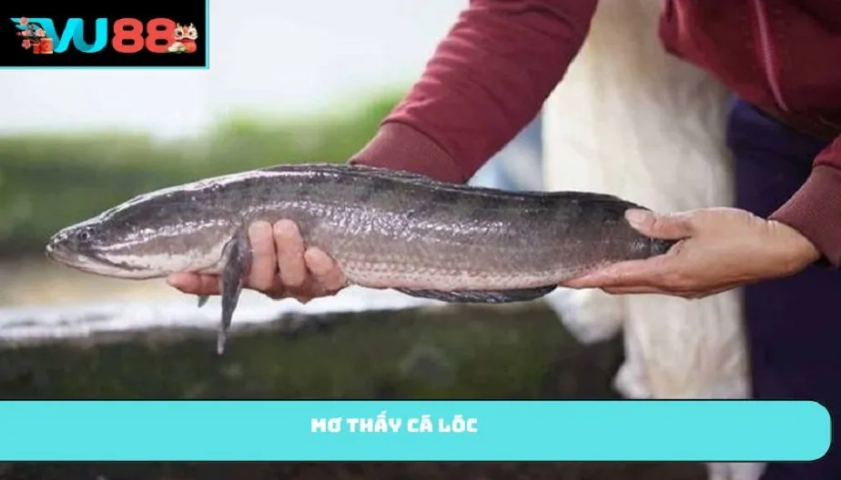 VU88 Mơ Thấy Cá Lóc Là Điềm Gì? Giải Mã Điềm Báo Và Số Thắng Lớn