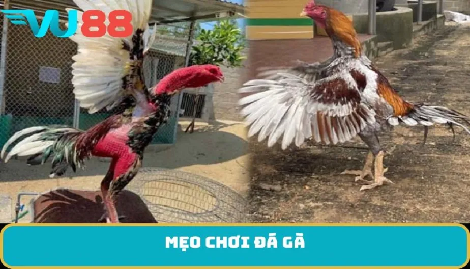VU88 Mẹo Chơi Đá Gà – Bí Quyết Chiến Thắng Trong Từng Trận Đấu