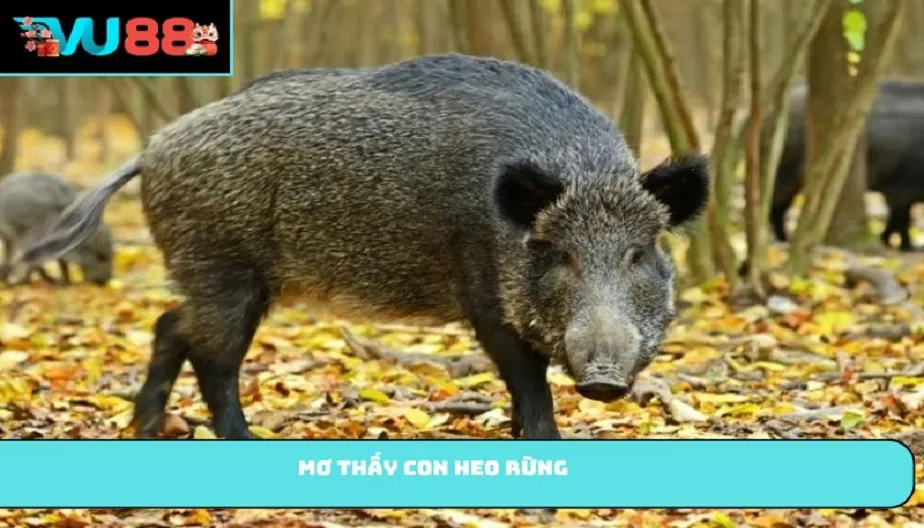 VU88 Mơ Thấy Con Heo Rừng – Giải Mã Điềm Báo Và Con Số May Mắn
