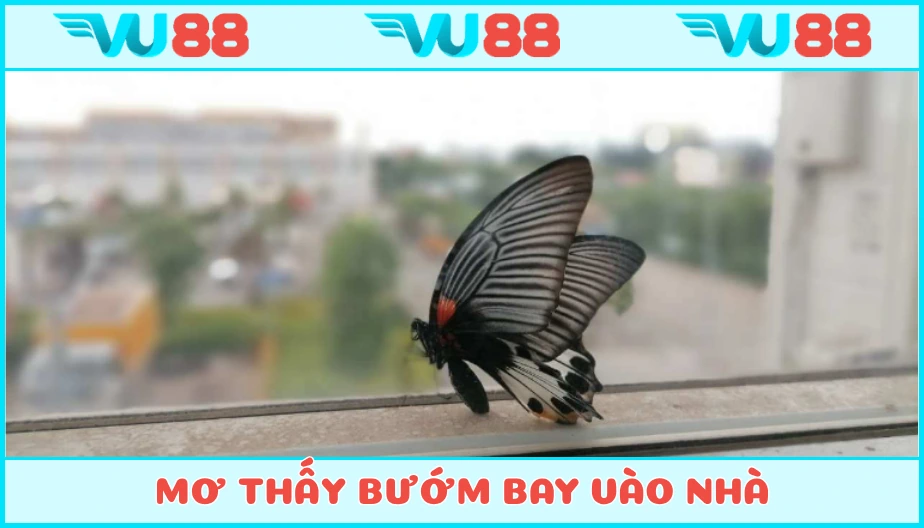 VU88 Mơ Thấy Bướm Bay Vào Nhà Luận Điềm Báo Và Con Số May Mắn Gì?