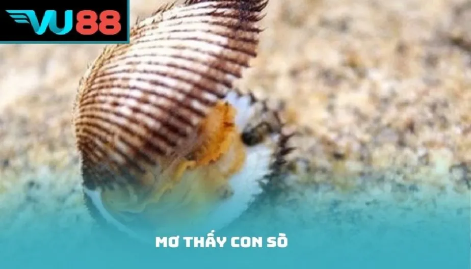 VU88 Mơ Thấy Con Sò Điềm Gì? Giải Mã Chi Tiết Và Con Số May Mắn