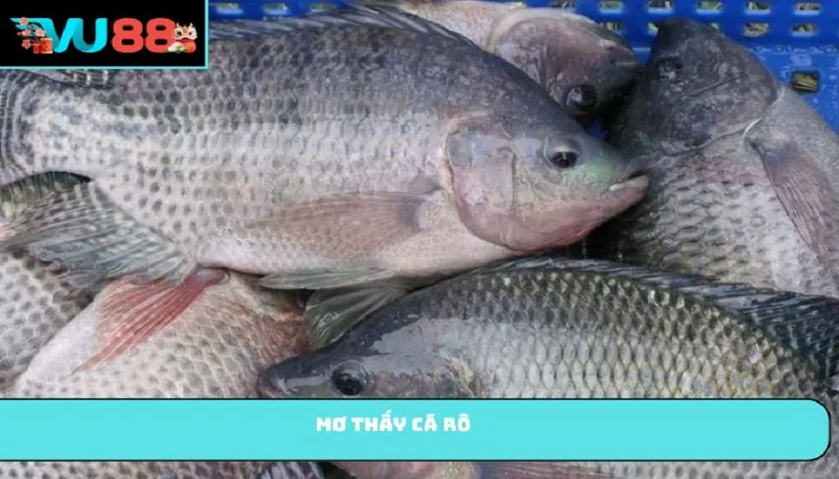 VU88 Mơ Thấy Cá Rô Là Điềm Gì? Giải Mã Chi Tiết Và Số Liên Quan