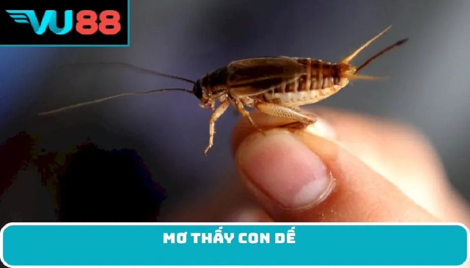 VU88 Chiêm Bao Thấy Con Dế - Điềm Báo Thú Vị Và Con Số May Mắn
