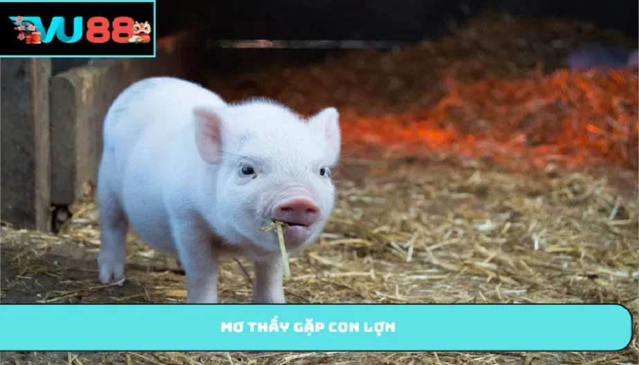 VU88 Mơ Thấy Gặp Con Lợn Đem Đến May Mắn Hay Rắc Rối?
