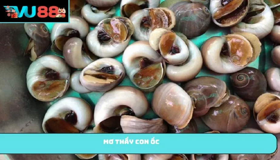 VU88 Mơ Thấy Con Ốc - Điềm Báo Lành Hay Dữ Và Các Số Liên Quan