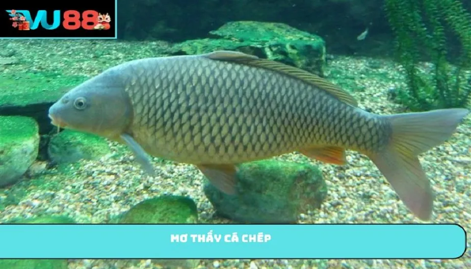 VU88 Mơ Thấy Cá Chép Là Điềm Gì? Giải Mã Chi Tiết, Con Số May Mắn