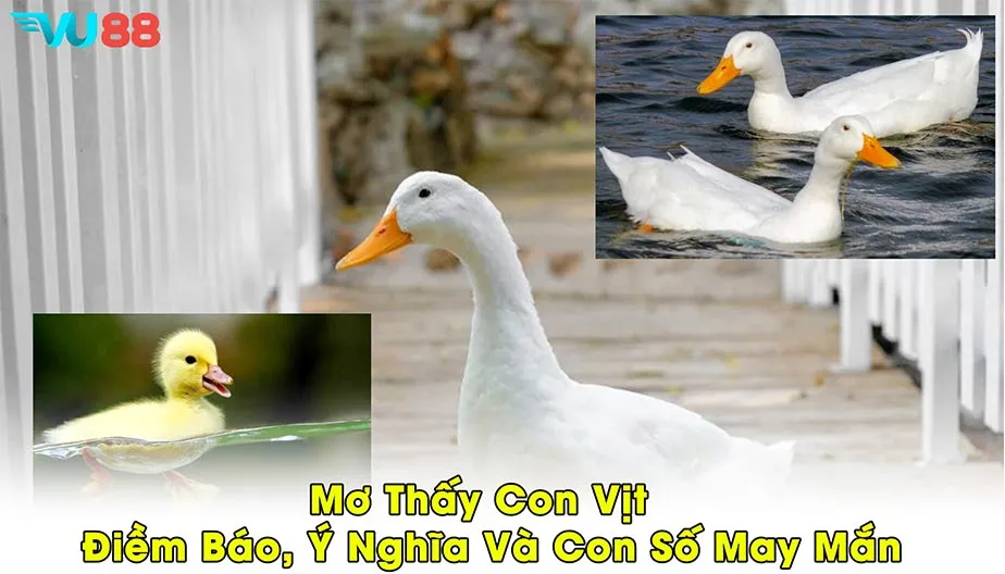 VU88 Mơ Thấy Con Vịt - Điềm Báo, Ý Nghĩa Và Con Số May Mắn